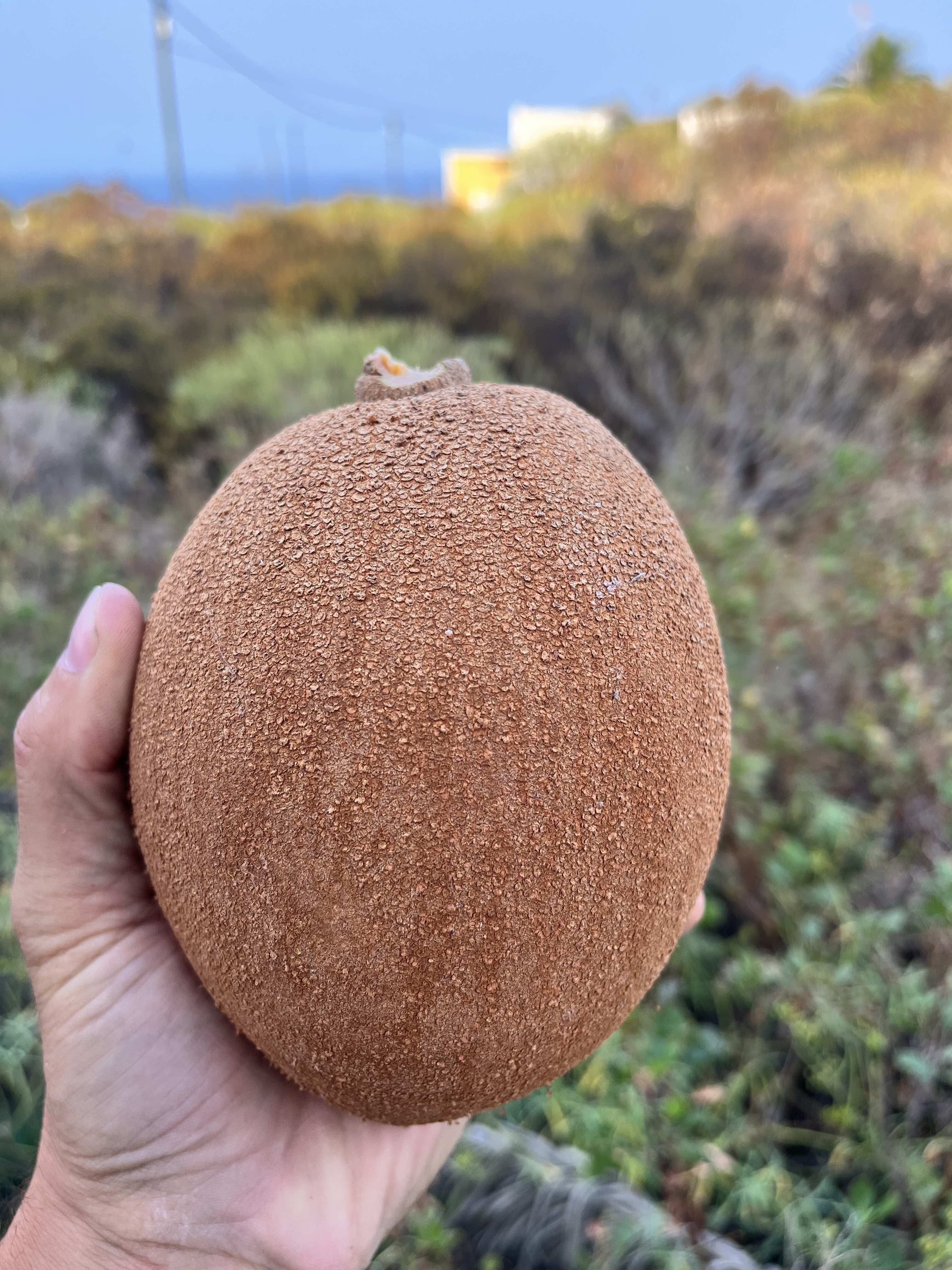 mamey sapote